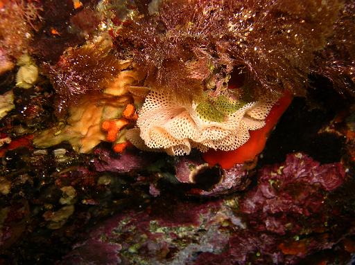 Bryozoaire Dentelle Neptune01.JPG